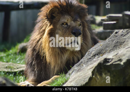 Lion in appoggio sull'erba nel giardino zoologico d'amneville in Francia Foto Stock