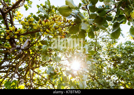 Verde pistacchio immaturi sugli alberi con foglie a Plantation. Foto Stock