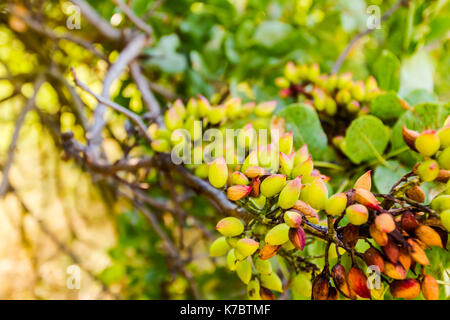 Verde pistacchio immaturi sugli alberi con foglie a Plantation. Foto Stock