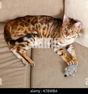 Femmina Gatto bengala gattino sul divano a giocare con un giocattolo mouse modello di rilascio: No. Proprietà di rilascio: Sì (cat). Foto Stock