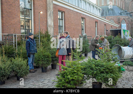 Groningen, Paesi Bassi- dec 13, 2013: coppia in cerca di alberi di natale sul mercato di Groningen nei Paesi Bassi. Foto Stock