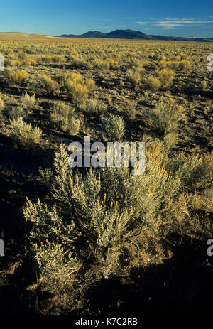 Scrub piana, Diamante nazionale Loop Back Country Byway, Harney County, Oregon Foto Stock