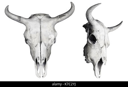 Cranio di bisonte isolati su sfondo bianco Foto Stock