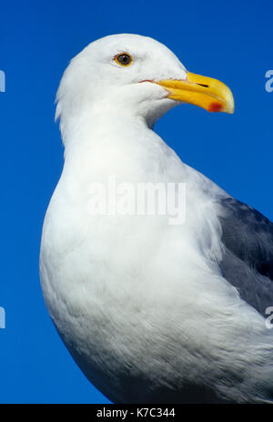 Gull, Rocky Creek State Park, Oregon Foto Stock