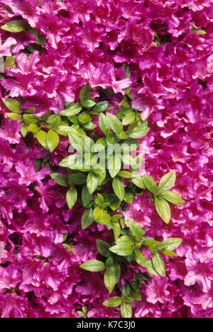 Azalea in fiore, Portland Giardino Giapponese, Washington Park, Portland, Oregon Foto Stock