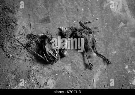 Scheletro di uccelli morti sdraiato sul pavimento Foto Stock
