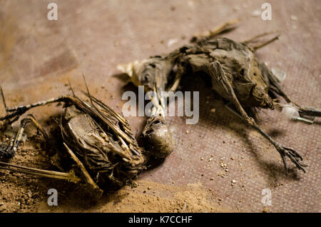 Scheletro di uccelli morti sdraiato sul pavimento Foto Stock