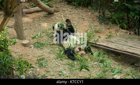 Panda gigante a mangiare cibo Foto Stock