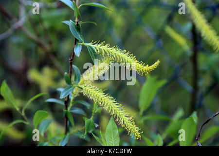 Amenti in la grange riserva naturale a clairmarais fuori st omer, pas de Calais, hauts de france, Francia Foto Stock