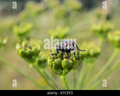 La vista frontale di un housefly seduto su una pianta verde. fotografia di close-up di volare con sfondo verde. Foto Stock