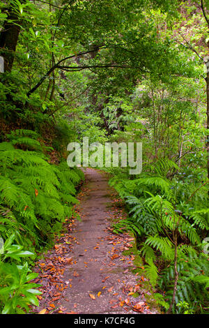 Una bella camminata di levada in soa vincente, madera. Gli splendidi paesaggi e natura paesaggio è irreale. Foto Stock