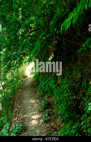 Una bella camminata di levada in soa vincente, madera. Gli splendidi paesaggi e natura paesaggio è irreale. Foto Stock