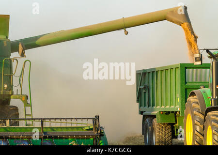 Il trasferimento del grano da una mietitrebbia ad un rimorchio durante il raccolto, Nottinghamshire, England, Regno Unito Foto Stock