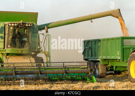 Mietitura del grano: trasferimento di grano da una mietitrebbia ad un rimorchio, Nottinghamshire, England, Regno Unito Foto Stock