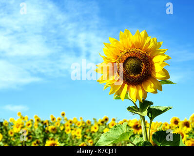Girasole giallo sfondo con fiori selvatici che crescono in un campo in natura. La luce solare naturale in un paesaggio formato e design. Foto Stock