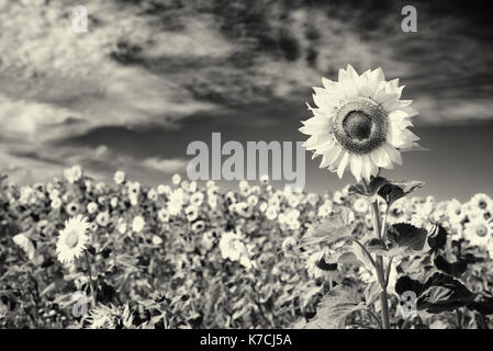 In bianco e nero di semi di girasole in un campo con estate Cielo e nubi con girasoli sfocati in background Foto Stock