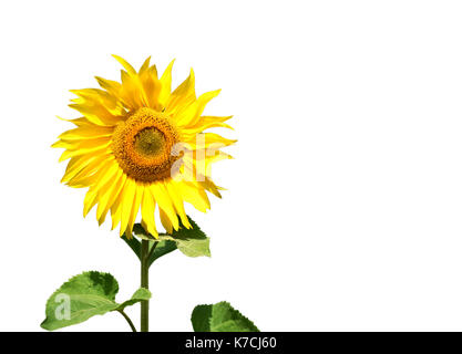 Singolo isolato luminoso giallo girasole con foglie di colore verde e uno sfondo bianco con copyspace area per floreali o base di giardinaggio temi e concetti Foto Stock