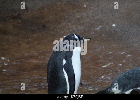 Pinguino Foto Stock