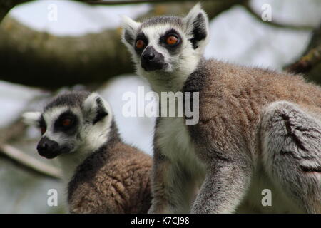 L'anello tailed lemuri Foto Stock