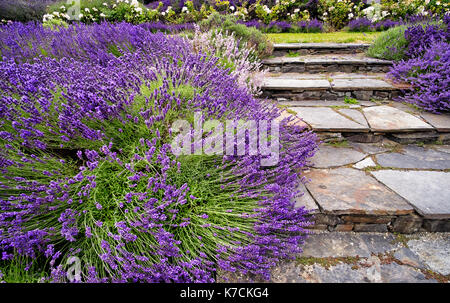 Cespugli di lavanda in fiore passerella di confine con gradini in pietra Foto Stock