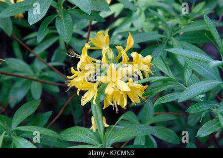 Il giallo dei fiori di rododendro, in lesvos Island, Grecia. Foto Stock