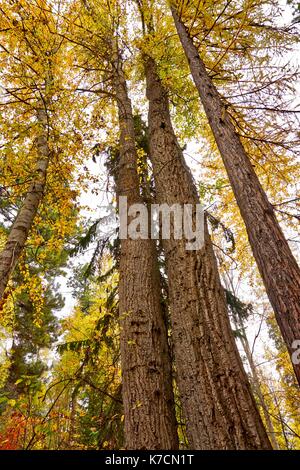 Verso l'alto vista di larici in autunno Foto Stock