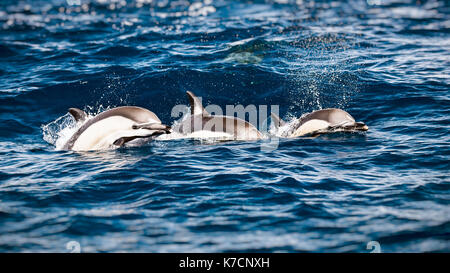 Tre belle striped delfini nel mare, stupendi splendidi animali elegante, subacquea mammiferi, incredibile fauna selvatica del Mare Mediterraneo Foto Stock