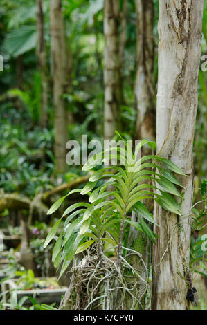 VANDA orchidee crescere su un albero in un giardino; fotografato a Sabah, Malesia, Borneo. Foto Stock