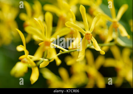 Giallo DENDROBIUM ORCHID Foto Stock