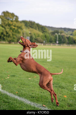 Vizsla ungherese che fa da cavathing ball nel parco britannico Foto Stock