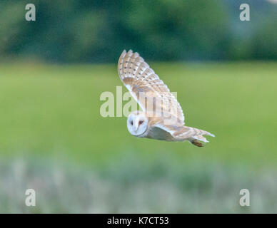 Il barbagianni in volo la fotografia in levington/suffolk/East Anglia/est dell' Inghilterra Regno Unito Foto Stock