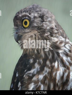 Barking Owl profilo laterale Foto Stock