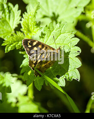 Maschio in legno screziato butterfly Foto Stock