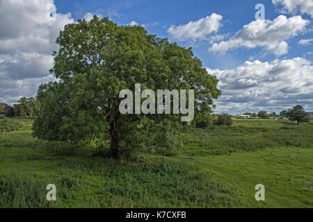 Comune di frassino Foto Stock