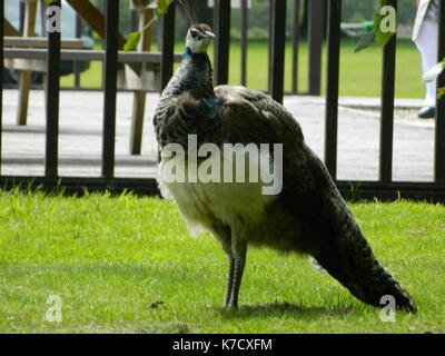 Peacock in Blair Drummond Safari Park. Foto Stock