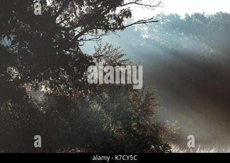 Fasci di dio - la foresta di conifere di prima mattina nebbiosa paesaggio nebbia di mattina Foto Stock