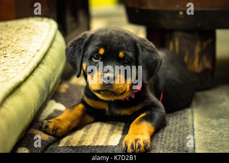 Un nuovo cucciolo presso un negozio di ferramenta in Saint Paul, Minnesota. (Kendall di ace hardware) Foto Stock