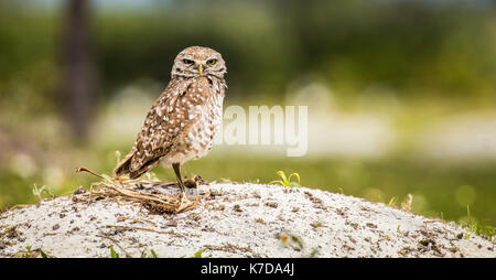 Scavando owl athene cunicularia nido Foto Stock