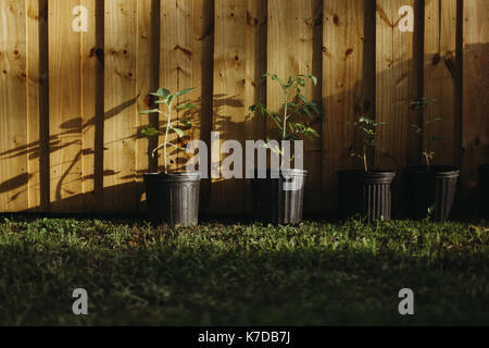 Piante in vaso sul campo erboso contro la recinzione di legno in giardino Foto Stock