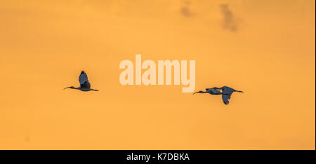 Legno woodstork Cicogna Cicogna mycteria aviaria americana legno ibis Foto Stock