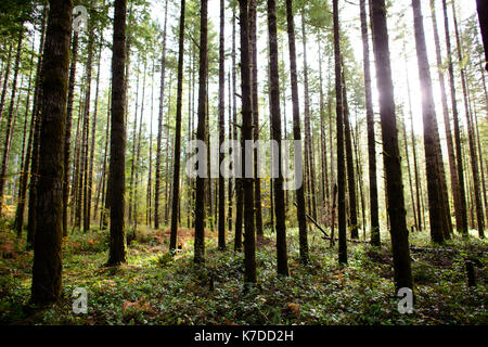 Vista tranquilla di alberi al Mima Mounds Area Naturale preservare Foto Stock