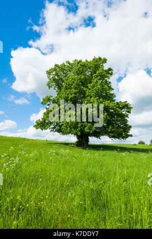 Vecchia grande-lasciava TIGLIO (tilia platyphyllos), albero solitario, 400 anni, Turingia, Germania Foto Stock