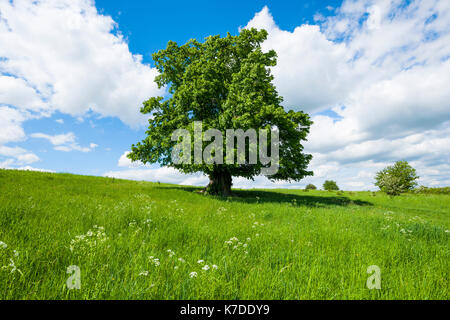 Vecchia grande-lasciava TIGLIO (tilia platyphyllos), albero solitario, 400 anni, Turingia, Germania Foto Stock