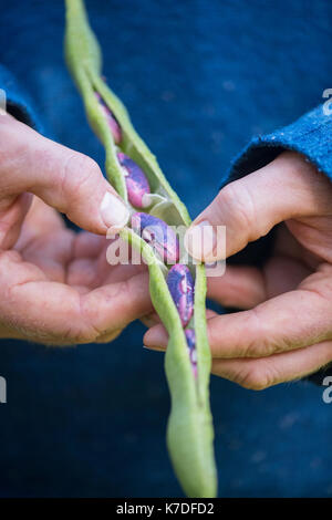 Phaseolus coccineus. Giardiniere apertura di un Runner bean 'Scarlet Imperatore' pod di sementi che vengono raccolti per i prossimi anni sementi Foto Stock