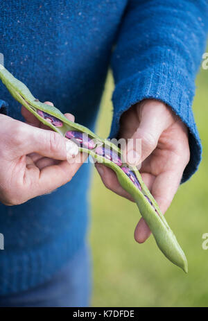 Phaseolus coccineus. Giardiniere apertura di un Runner bean 'Scarlet Imperatore' pod di sementi che vengono raccolti per i prossimi anni sementi Foto Stock