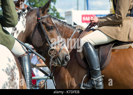 Cavalli e Cavalieri a Moreton in Marsh paese mostrano, Cotswolds, Gloucestershire, Regno Unito Foto Stock