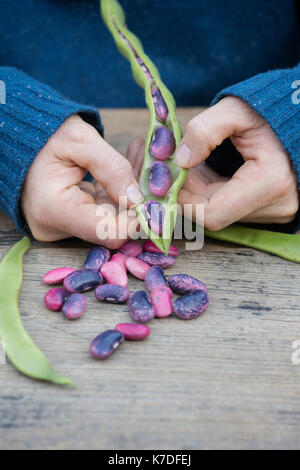 Phaseolus coccineus. Giardiniere apertura di un Runner bean 'Scarlet Imperatore' pod di sementi che vengono raccolti per i prossimi anni sementi Foto Stock