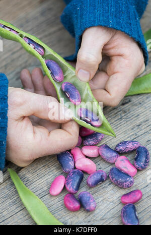 Phaseolus coccineus. Giardiniere apertura di un Runner bean 'Scarlet Imperatore' pod di sementi che vengono raccolti per i prossimi anni sementi Foto Stock