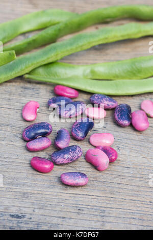 Phaseolus coccineus. Runner bean 'Scarlet Imperatore' semi e baccelli di semi. Foto Stock