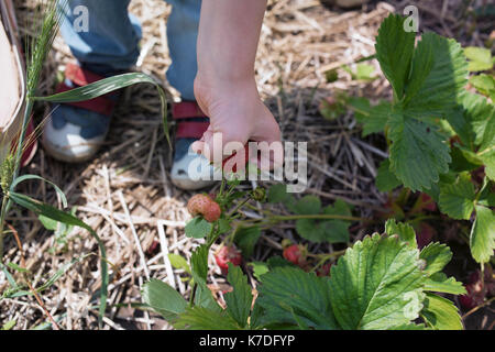 Angolo di Alta Vista del ragazzo picking fragola da piante presso l'azienda Foto Stock